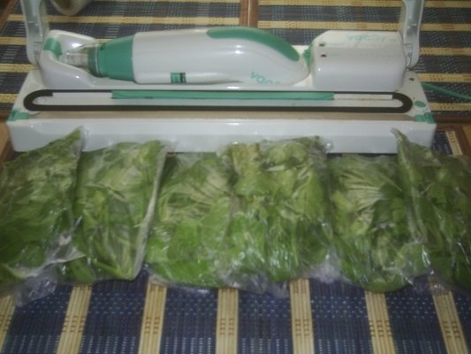 DIN CATEGORIA CONDIMENTE VERZI CONGELATE - LEUSTEAN VERDE