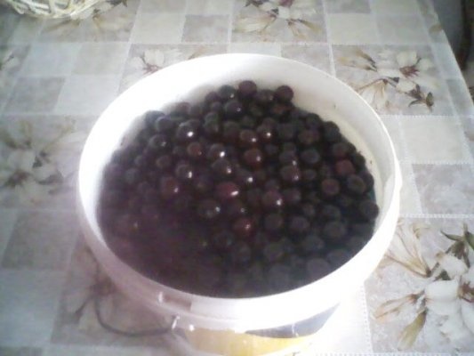 Sirop de cirese amare