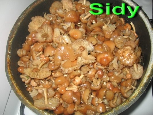 Ciulama din bureti de roua