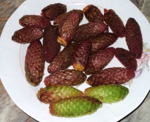 Sirop din conuri de brad