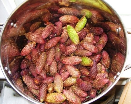 Sirop din conuri de brad