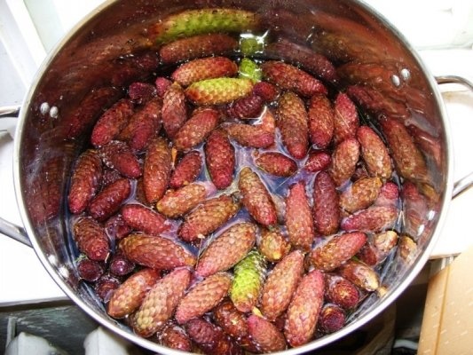 Sirop din conuri de brad