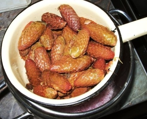 Sirop din conuri de brad