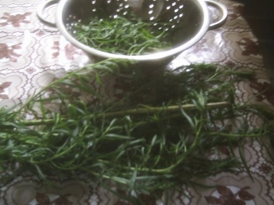 DIN CATEGORIA CONDIMENTE VERZI CONGELATE - TARHON  VERDE