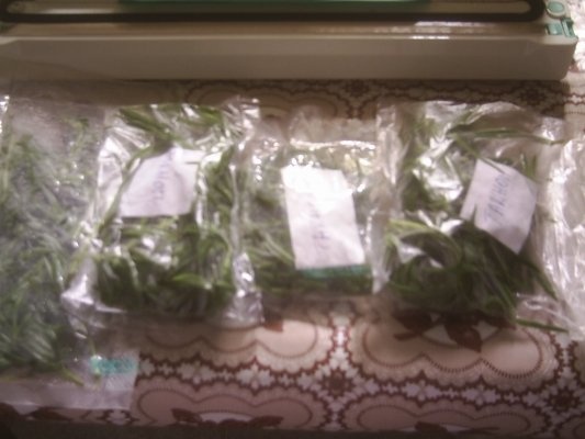 DIN CATEGORIA CONDIMENTE VERZI CONGELATE - TARHON  VERDE