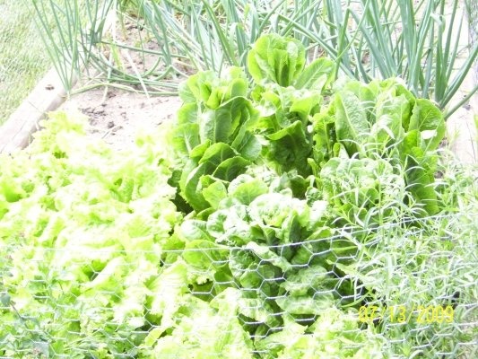 Salata verde cu chili