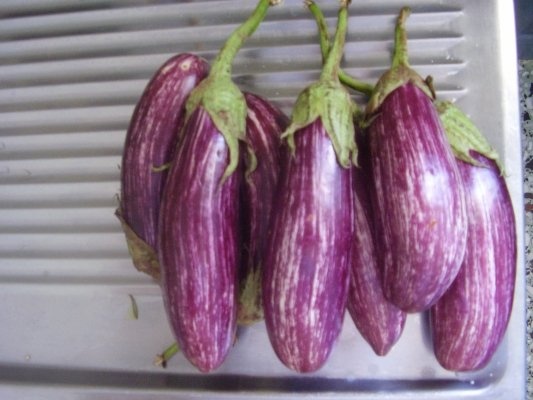 Vinete umpute cu carne la cuptor