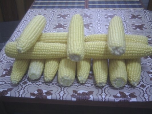 DIN CATEGORIA LEGUME CRUDE CONGELATE - PORUMBUL