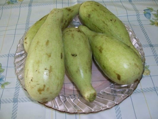 Iaqtin umplut(specific arab)