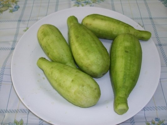 Iaqtin umplut(specific arab)