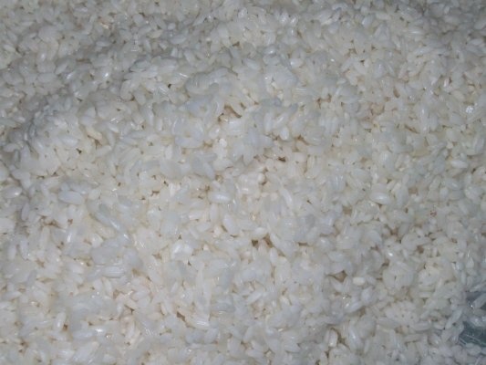 Iaqtin umplut(specific arab)