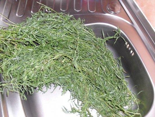 TARHON LA BORCAN, PT IARNA