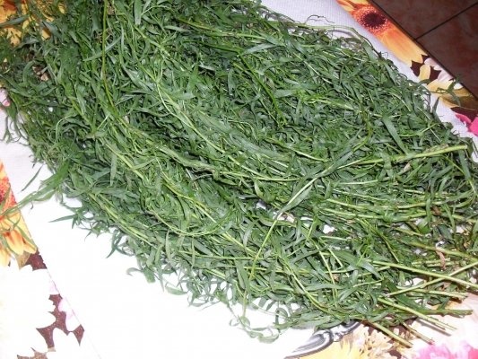 TARHON LA BORCAN, PT IARNA