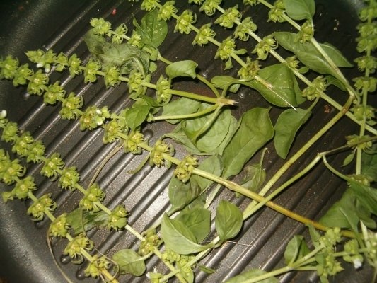 Ciolan de porc fiert si afumat la gratar cu busuioc