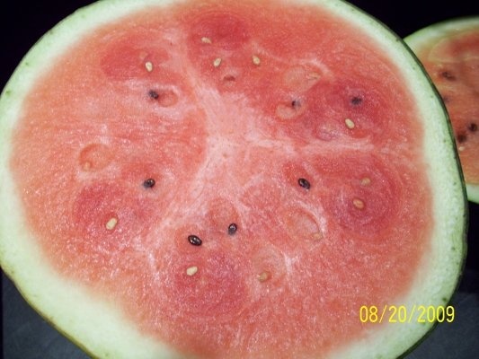 WATERMELON MARGARITA