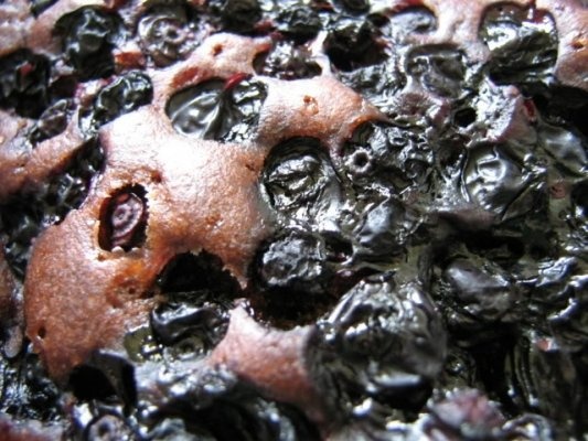 Prajitura cu cacao si afine