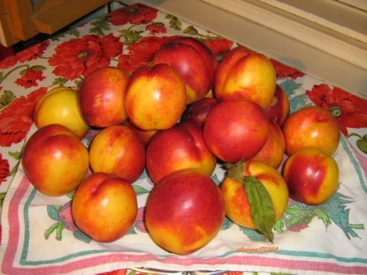 Prajitura cu nectarine si caramel