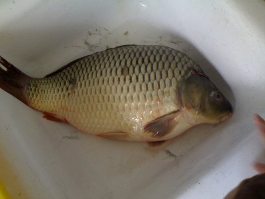 Crap cu legume la cuptor