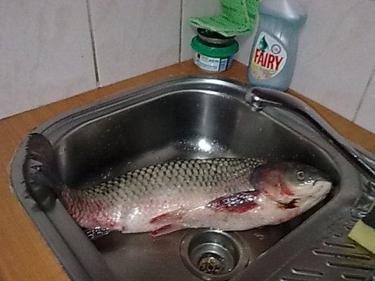 Crap de Dunare,pane cu mamaliguta si mujdei.