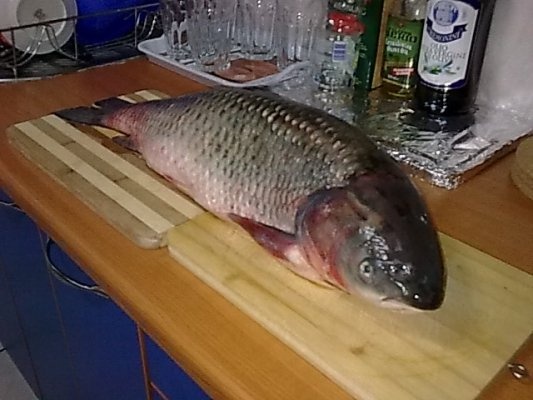 Crap de Dunare,pane cu mamaliguta si mujdei.