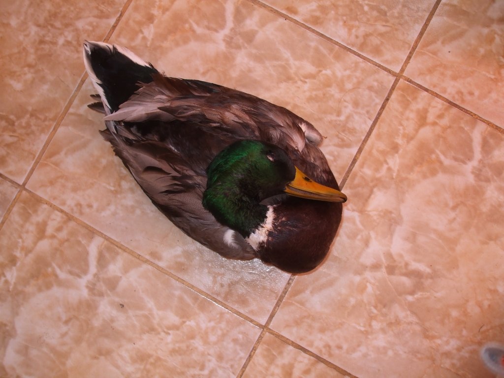 Rata salbatica cu varza