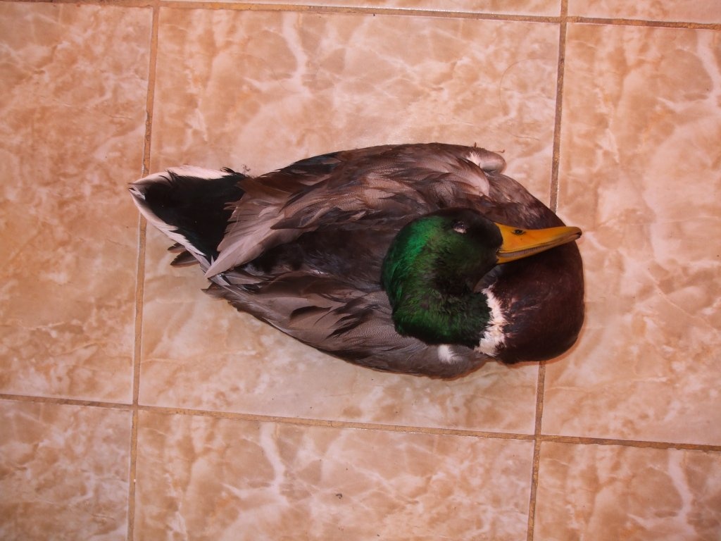 Rata salbatica cu varza