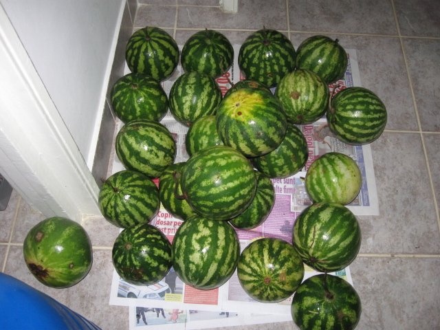 Pepenasi  verzi murati