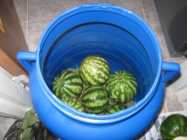 Pepenasi  verzi murati