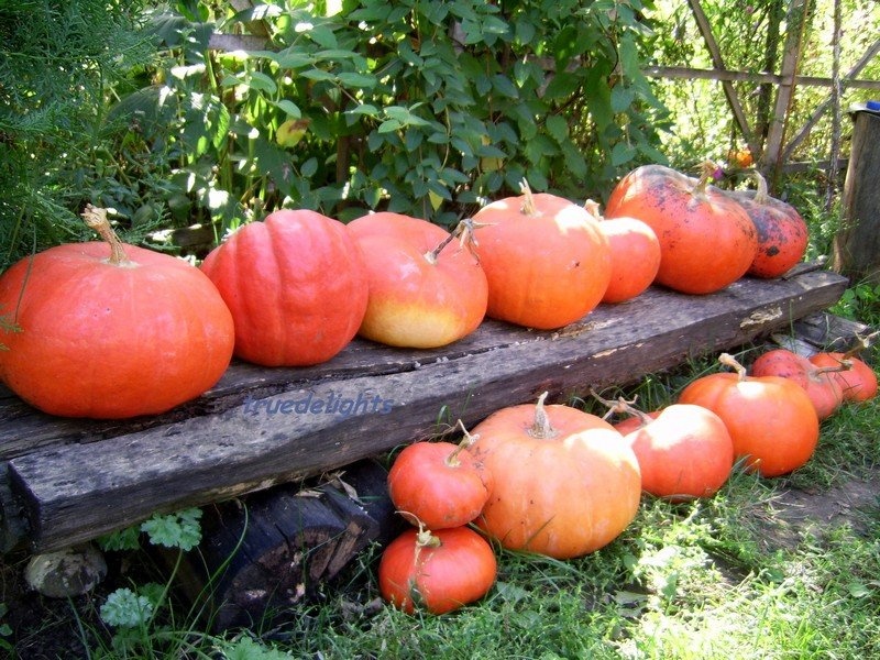 Supa crema de dovleac