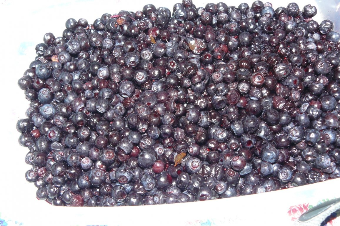 Prăjitură cu iaurt şi afine