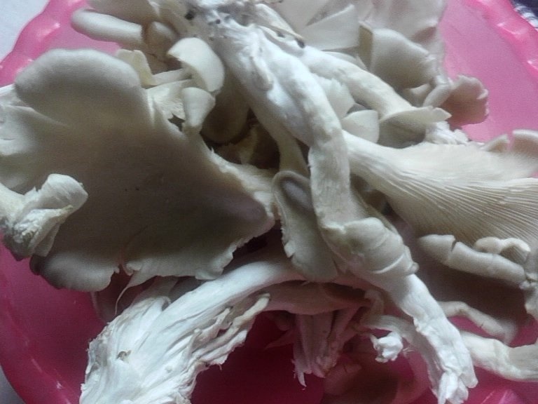 Mancarica de ciuperci pleurotus