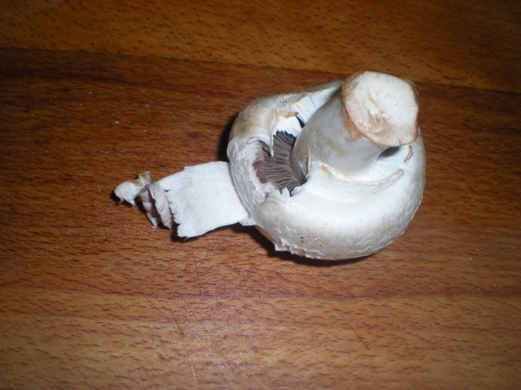 Ciuperci cu smantana