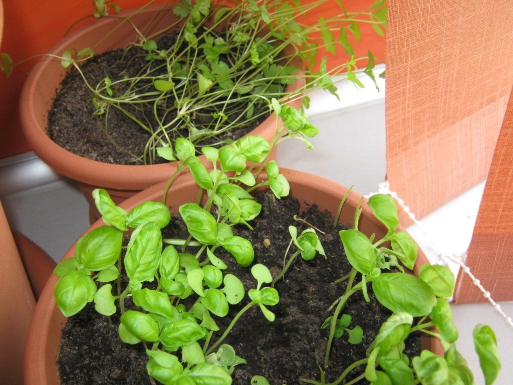 clatite umplute cu piept de pui