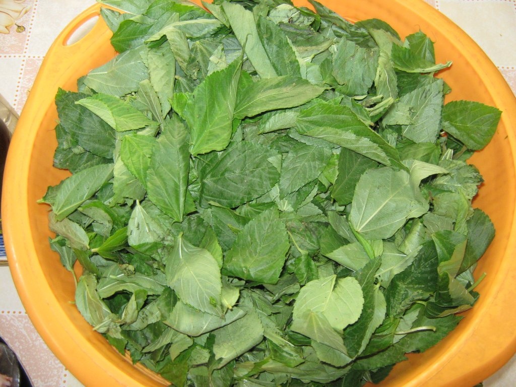 Supa de iuta cu pui –"Mlukhieh"-Specific tarilor arabe