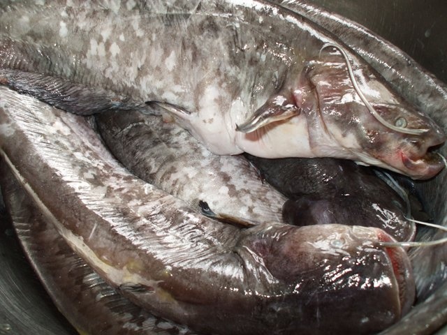 Somn la tava cu portocale