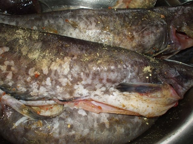 Somn la tava cu portocale