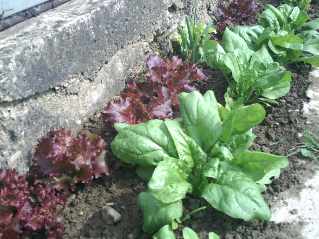 Ficat cu spanac si bureti de pom pane