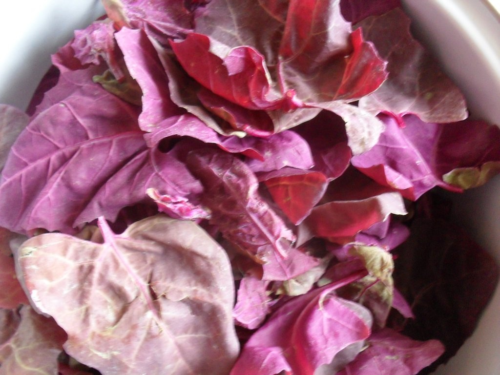 Zama de loboda rosie cu paparaie