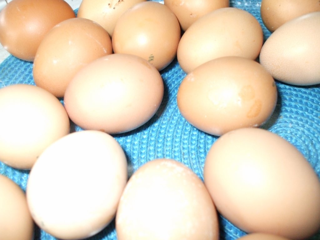 Oua umplute cu sunca si ciuperci