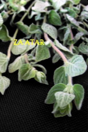 Placinta cu telemea si za’atar(specific arab)