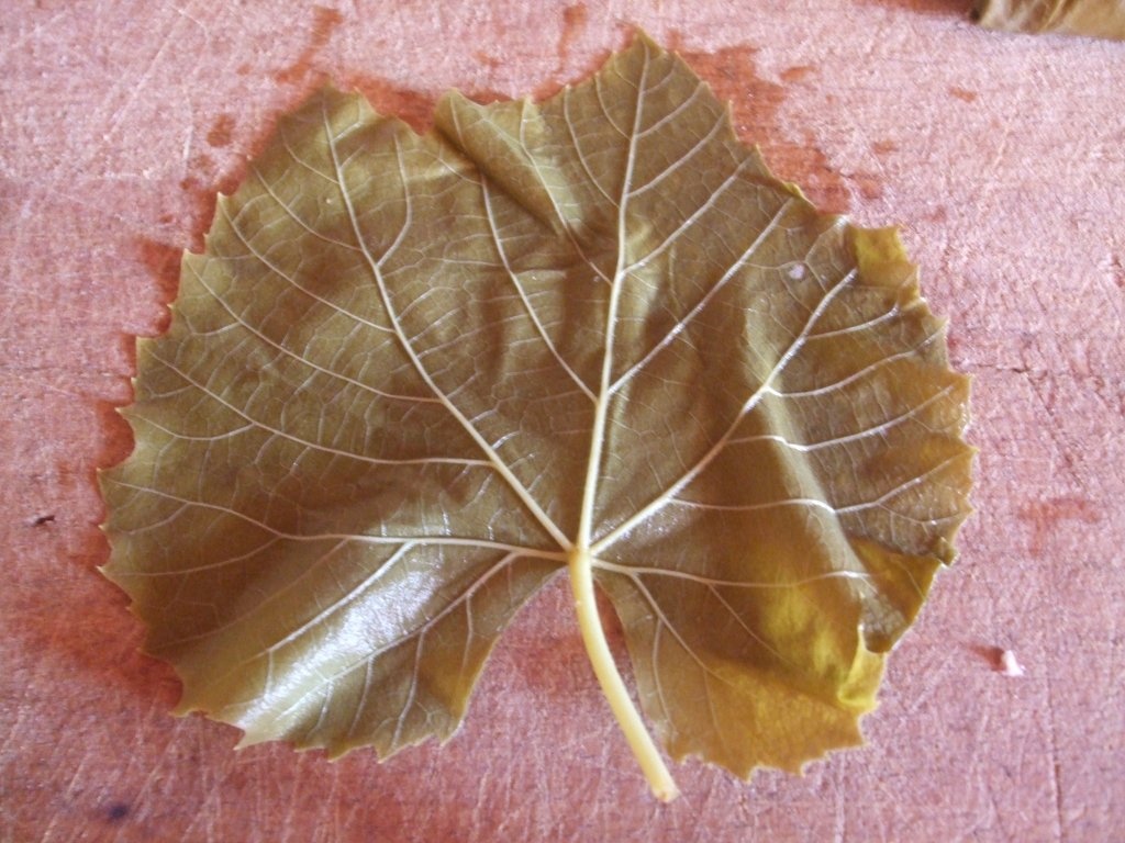 Sarmalute in foi de vita