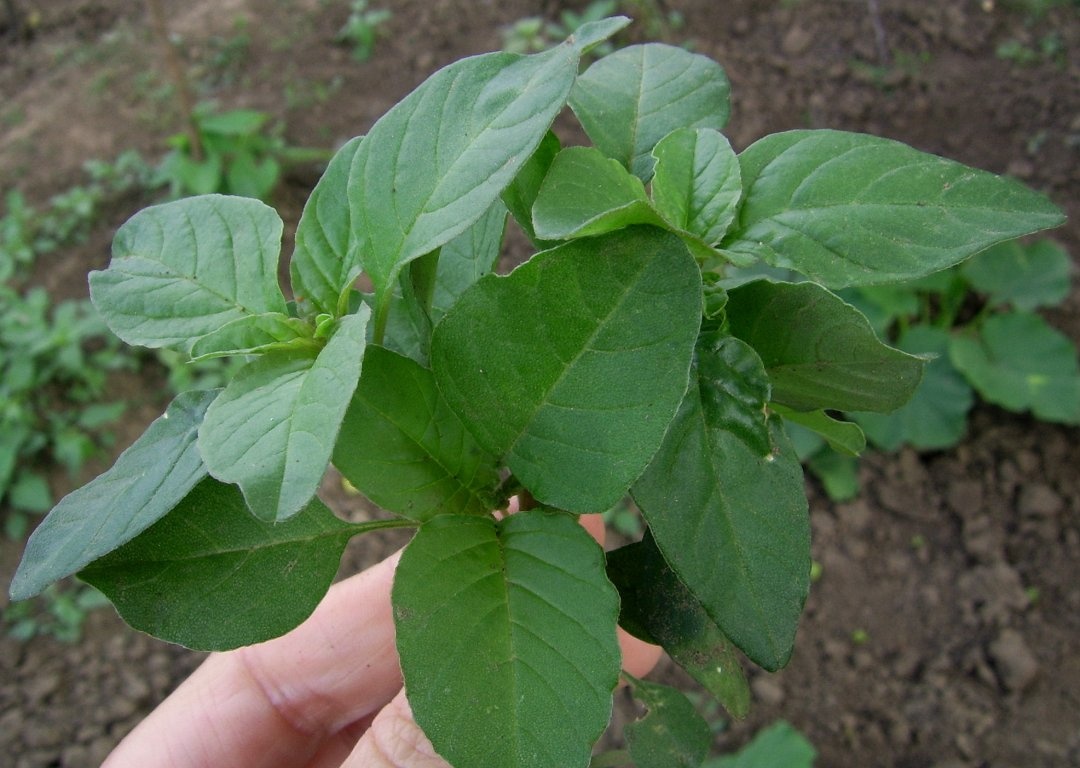 Ciorba taraneasca de stir