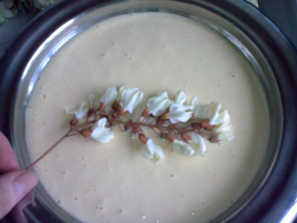 Flori de salcam pane