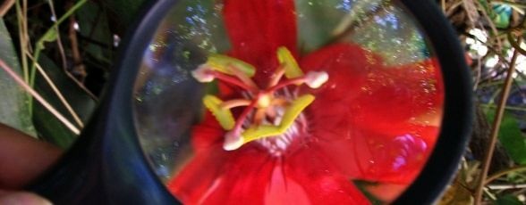 Costa Rica - periplul culinar al doamnei Nicoleta Sandulache