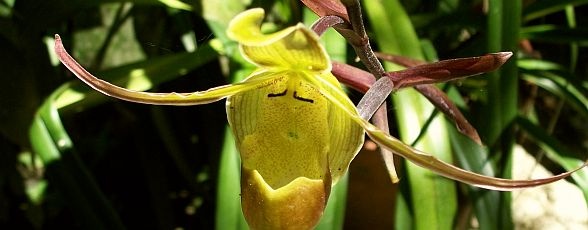 Costa Rica - periplul culinar al doamnei Nicoleta Sandulache