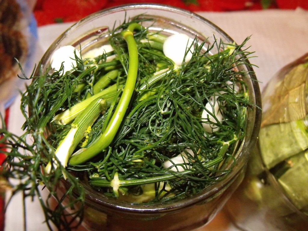 Dovlecei murati de vara