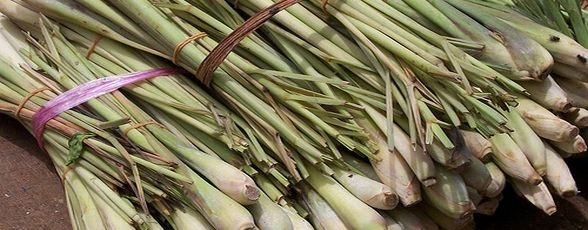 Lemongrass - de unde il cumparam?