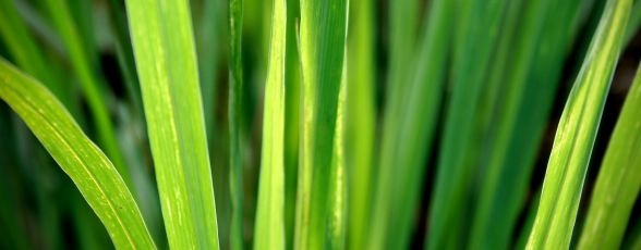 Lemongrass - de unde il cumparam?
