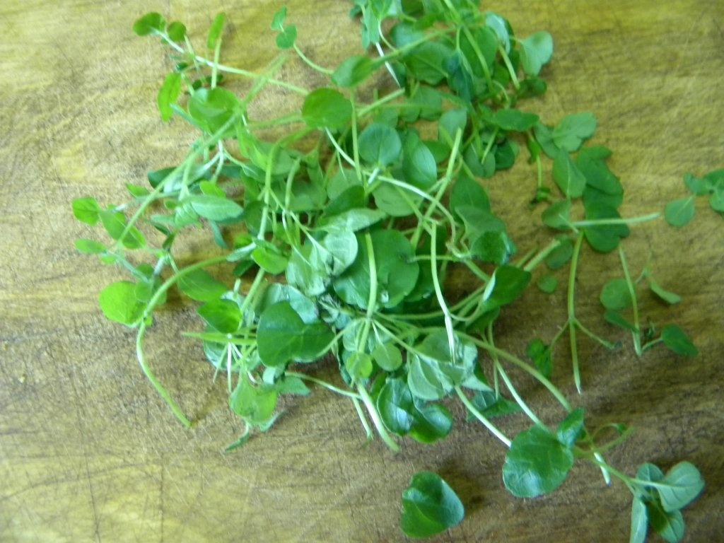 Vinete umplute cu arome mediteraneene