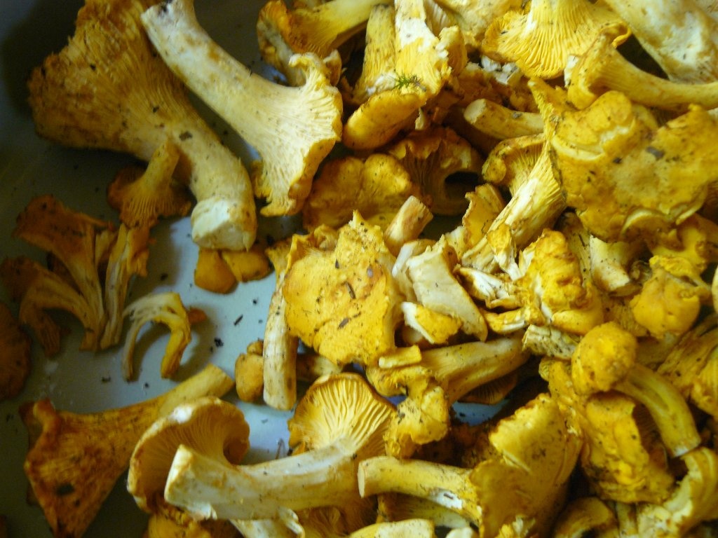 Piept de curcan cu galbiori